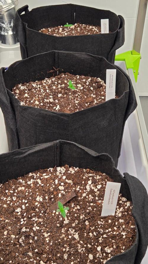 GuavaSundae Auto. Week 0