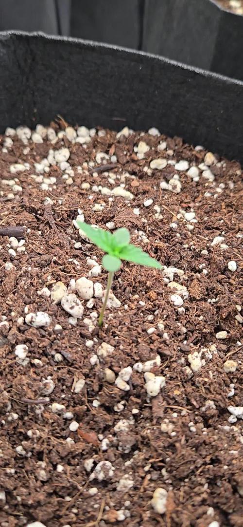 GuavaSundae Auto