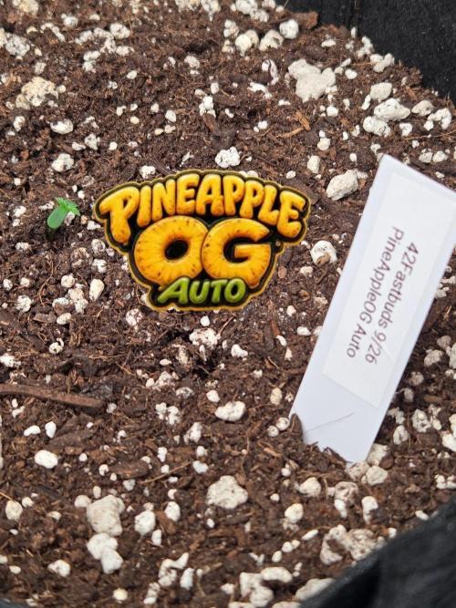 PineappleOG Auto. Week 0