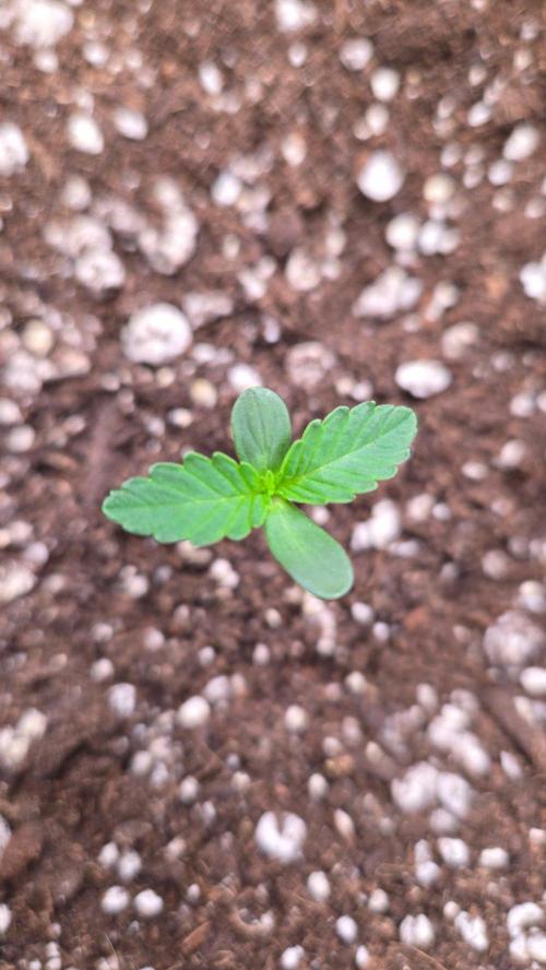 PineappleOG Auto. Week 0