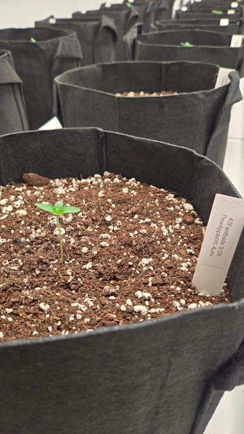 PineappleOG Auto. Week 0
