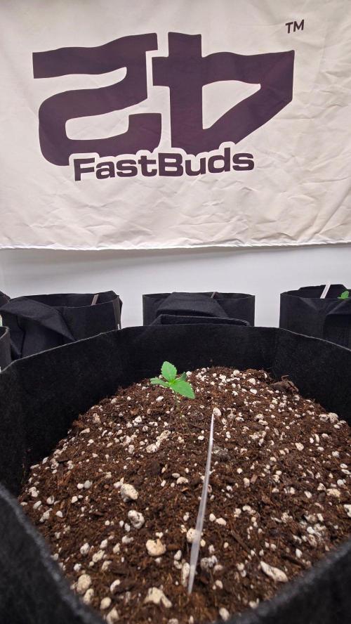 PineappleOG Auto. Week 0