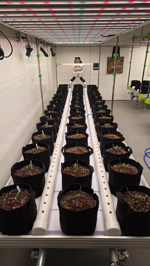 GMO Auto. Week 1