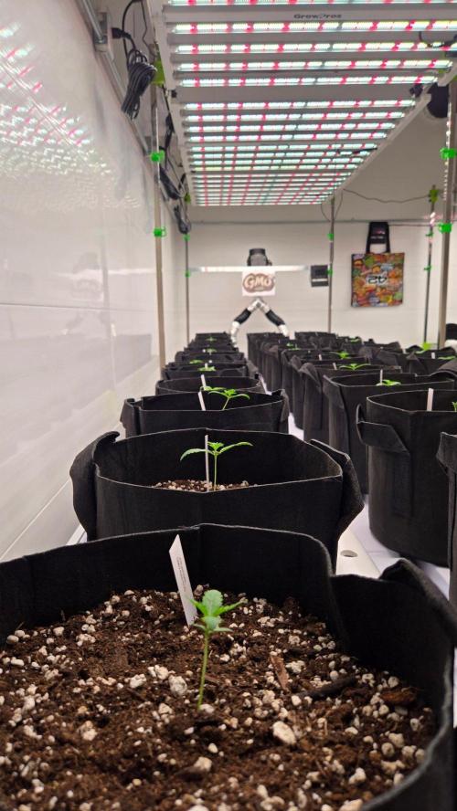GMO Auto. Week 1