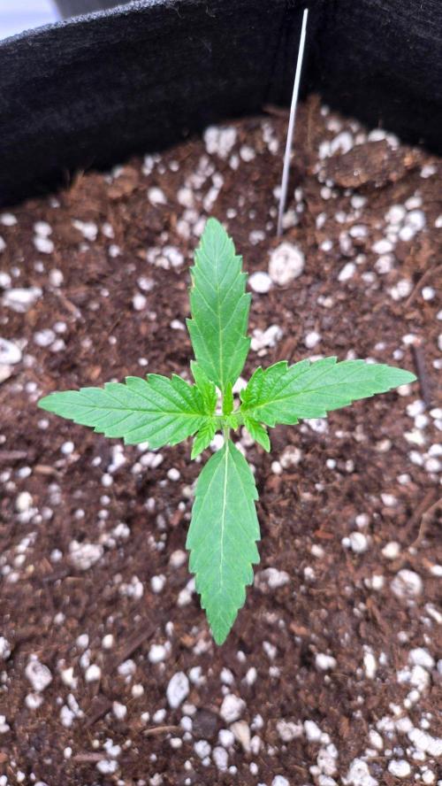 GMO Auto. Week 1