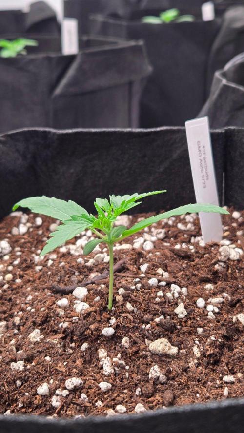 GMO Auto. Week 1
