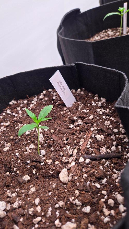 GMO Auto. Week 1