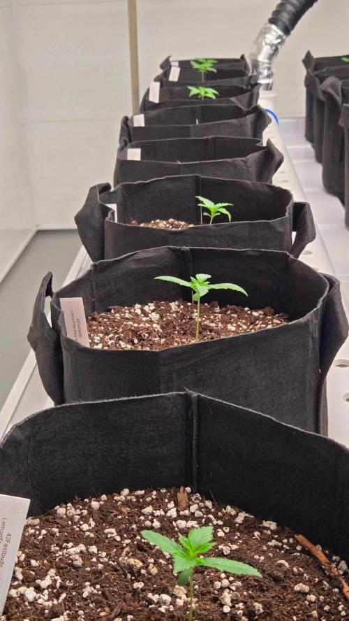 LemonTreeAuto. Week 1