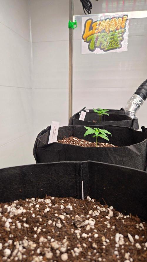 LemonTreeAuto. Week 1
