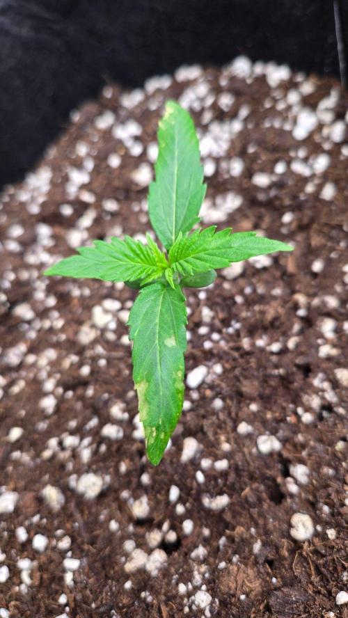 LemonTreeAuto. Week 1