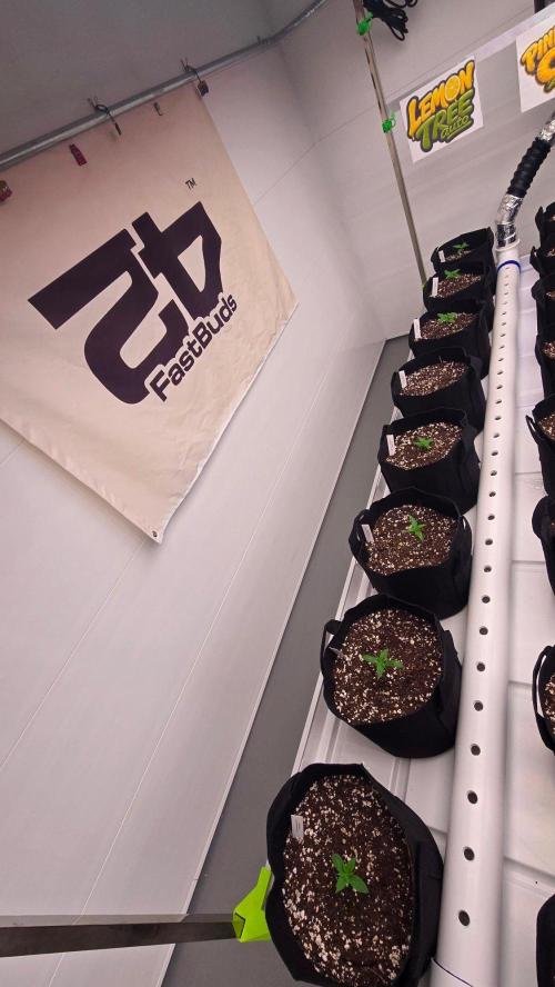 LemonTreeAuto. Week 1
