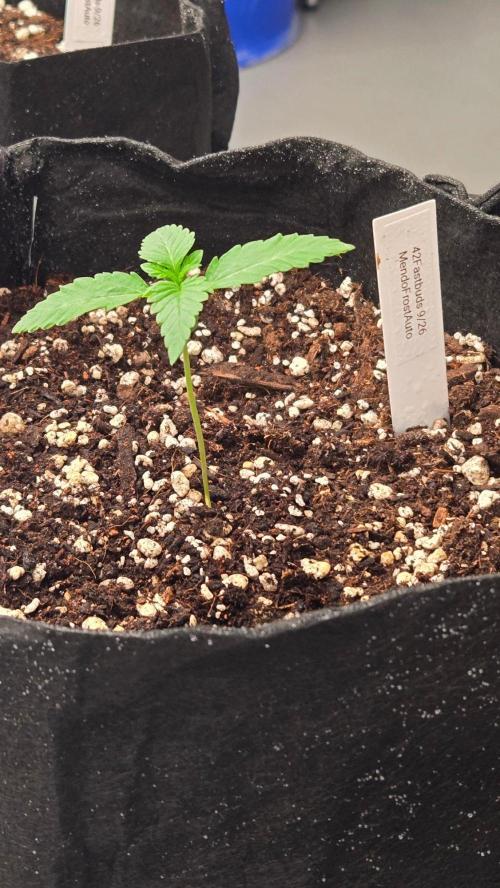 Mendo Frost Auto. Week 1