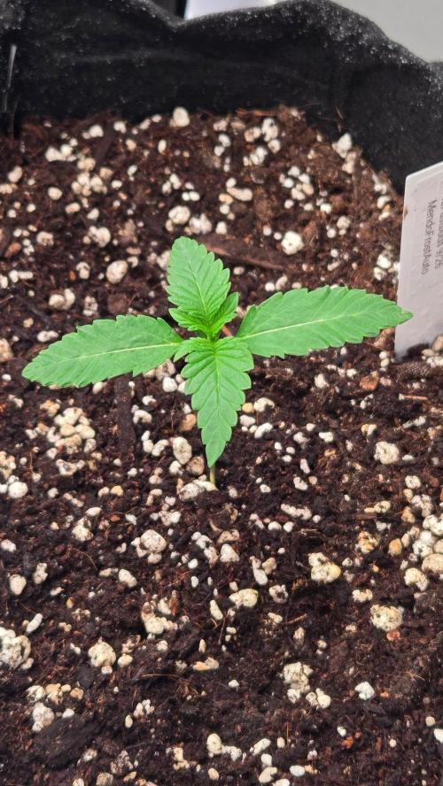 Mendo Frost Auto. Week 1