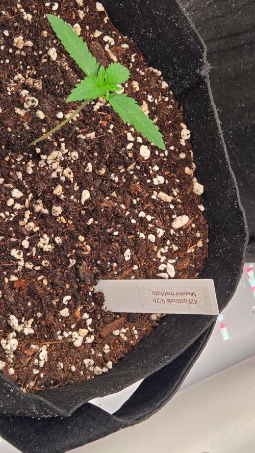 Mendo Frost Auto. Week 1