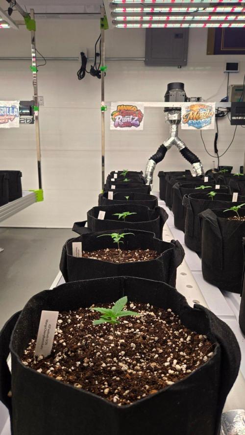 MangoCheeryRuntzAuto. Week 1
