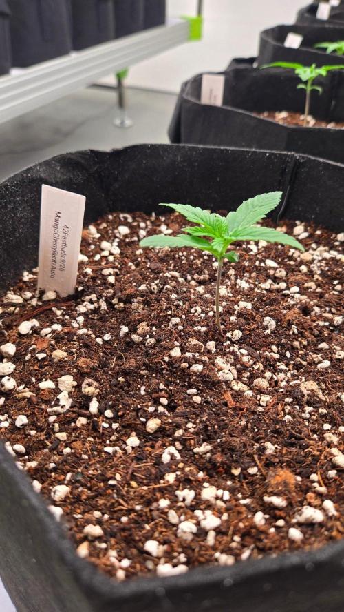 MangoCheeryRuntzAuto. Week 1