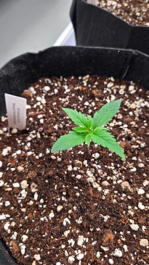 MangoCheeryRuntzAuto. Week 1