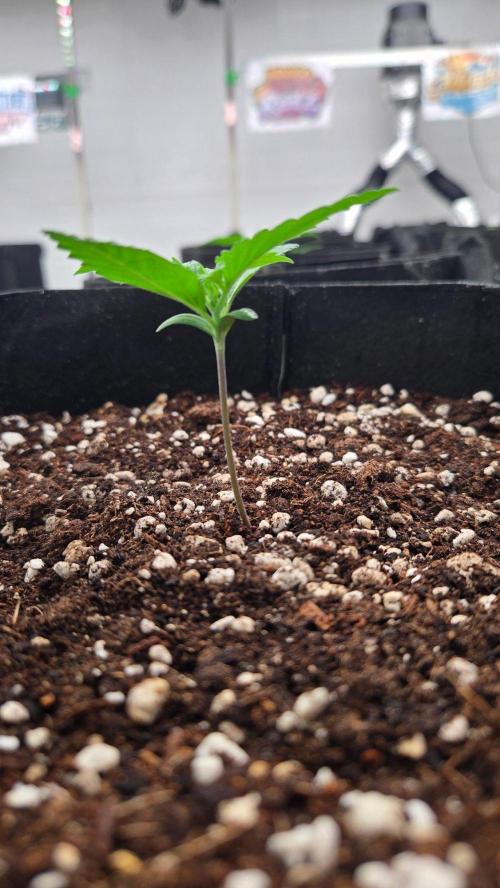 MangoCheeryRuntzAuto. Week 1