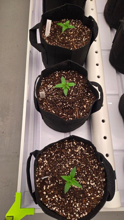 MangoCheeryRuntzAuto. Week 1