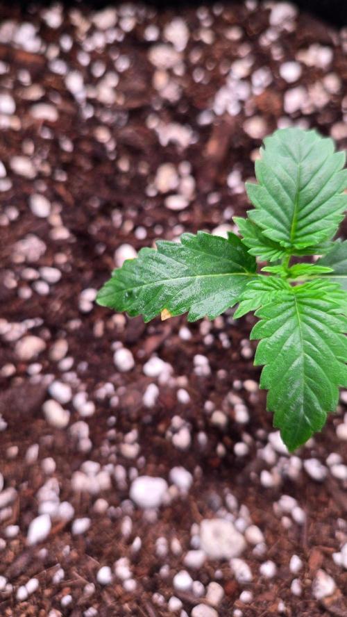StrawberryGorillaAuto(RF3). Week 1