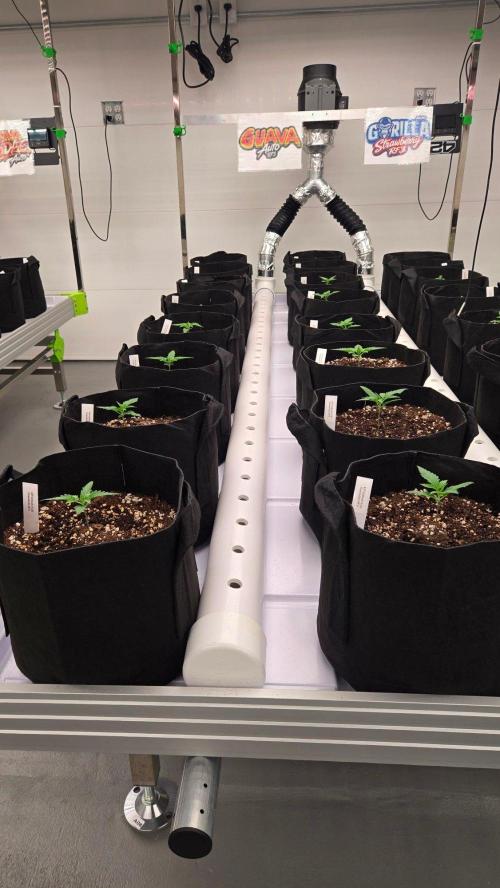 GuavaAuto(RF3). Week 1