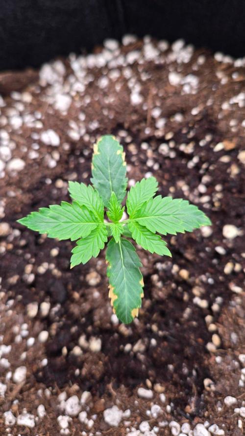 PineappleOG Auto. Week 1