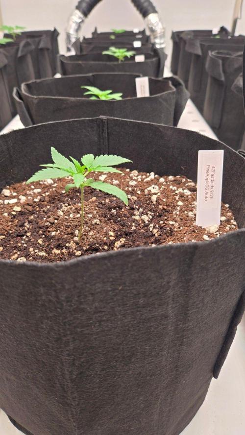 PineappleOG Auto. Week 1
