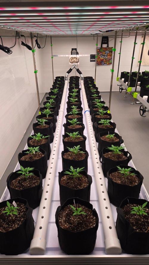 GMO Auto. Week 2