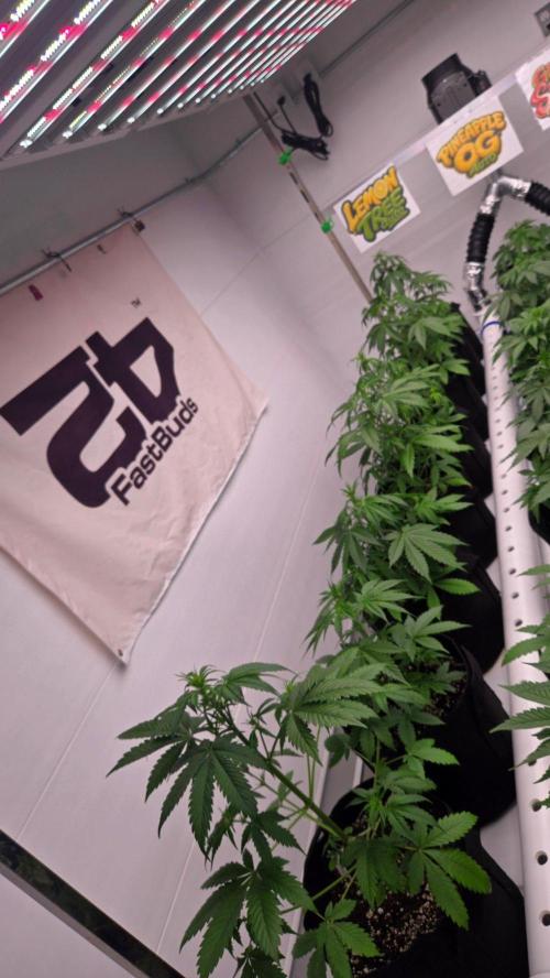 LemonTreeAuto. Week 3