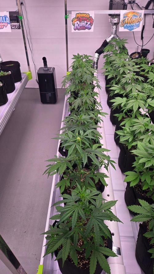 MangoCheeryRuntzAuto. Week 3