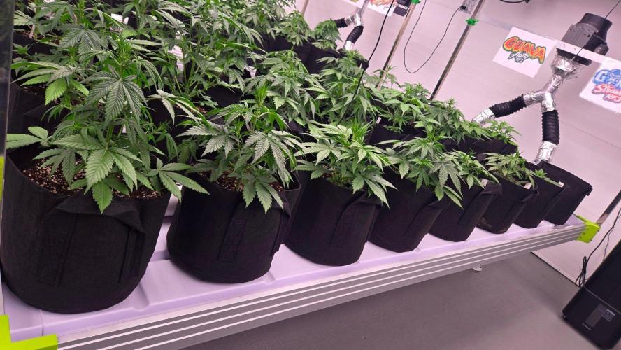 StrawberryGorillaAuto(RF3). Week 3
