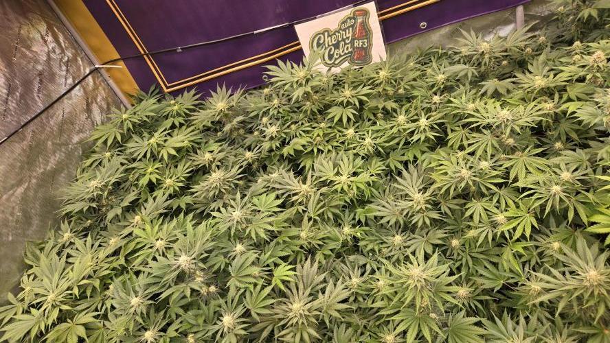 CherryColaAuto (RF3). Week 6