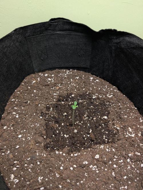 GG4 Auto & OG Kush Auto. Week 0