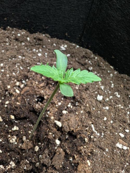 GG4 Auto & OG Kush Auto. Week 0
