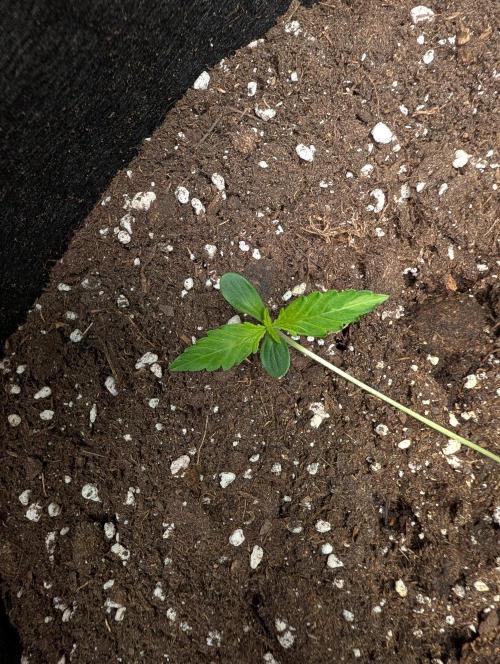 GG4 Auto & OG Kush Auto. Week 0