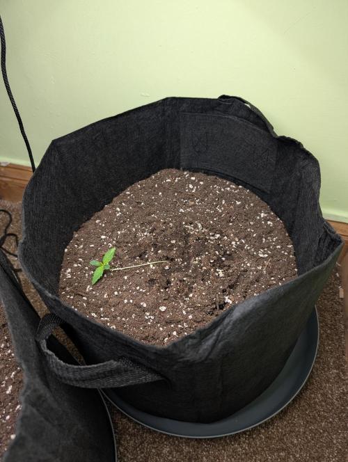 GG4 Auto & OG Kush Auto. Week 0