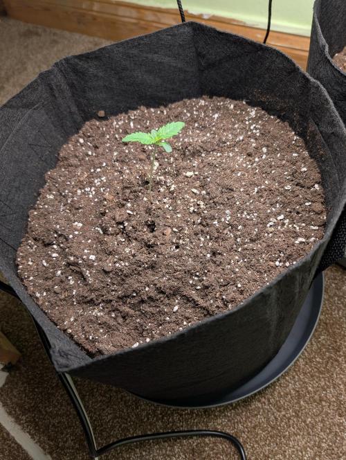 GG4 Auto & OG Kush Auto. Week 1