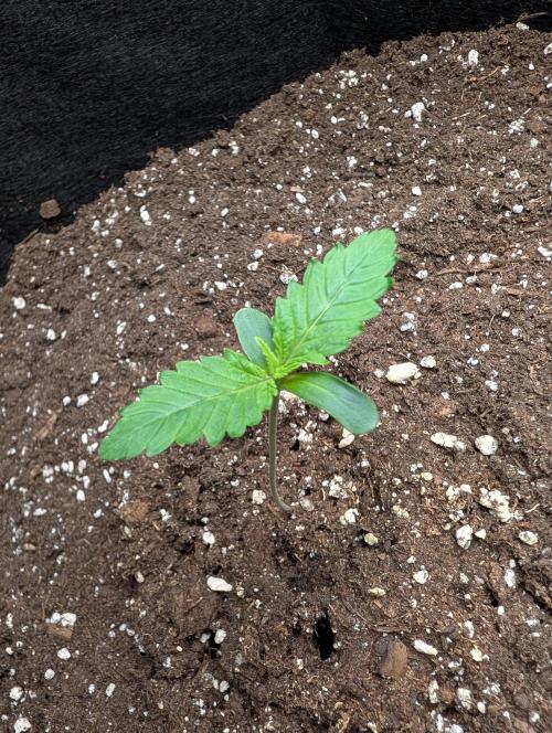 GG4 Auto & OG Kush Auto. Week 1