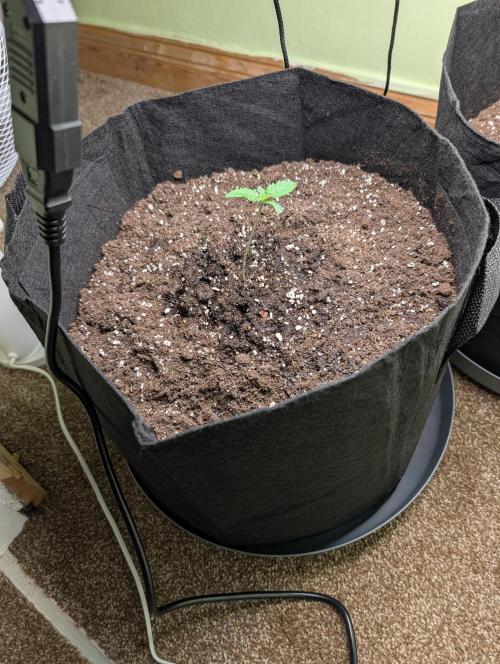 GG4 Auto & OG Kush Auto. Week 1