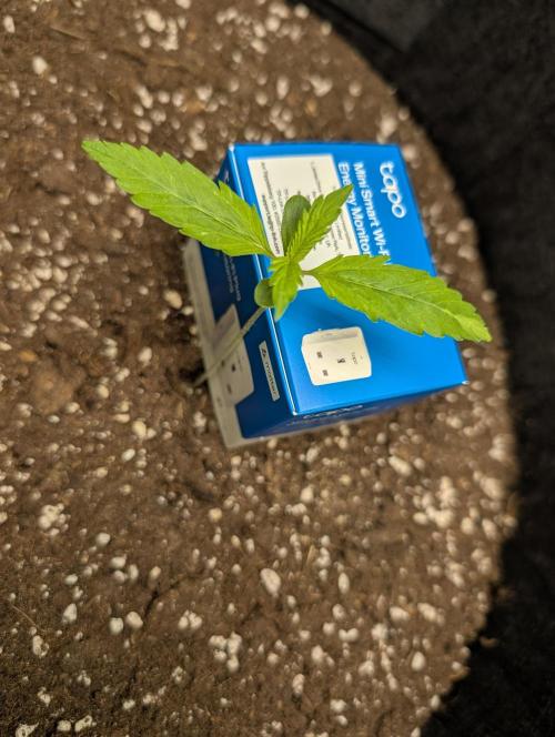 GG4 Auto & OG Kush Auto. Week 1