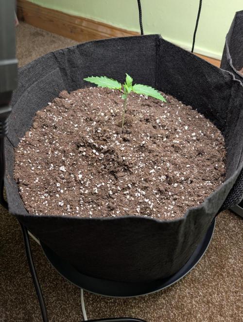 GG4 Auto & OG Kush Auto. Week 1
