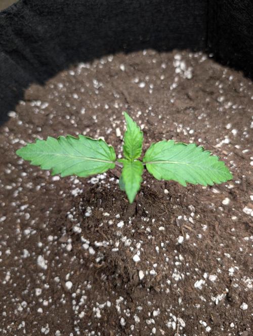 GG4 Auto & OG Kush Auto. Week 1