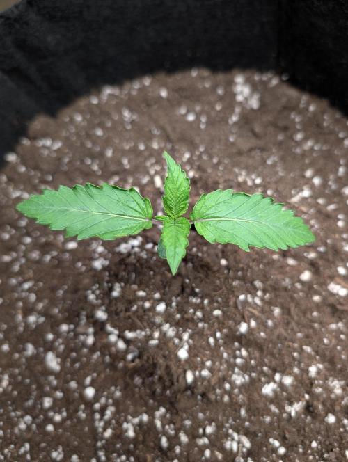 GG4 Auto & OG Kush Auto. Week 1