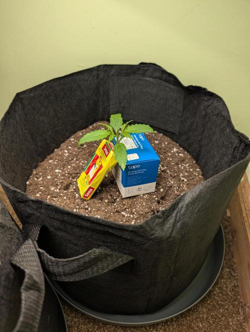 GG4 Auto & OG Kush Auto. Week 1