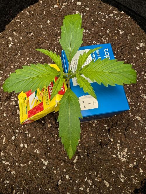 GG4 Auto & OG Kush Auto. Week 1