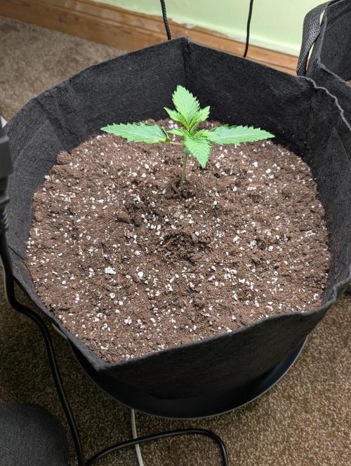 GG4 Auto & OG Kush Auto. Week 1
