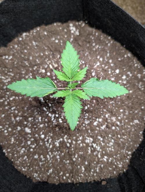 GG4 Auto & OG Kush Auto. Week 1