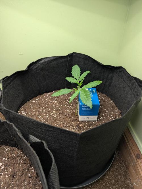GG4 Auto & OG Kush Auto. Week 1