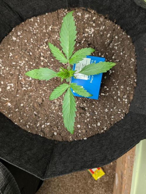 GG4 Auto & OG Kush Auto. Week 1