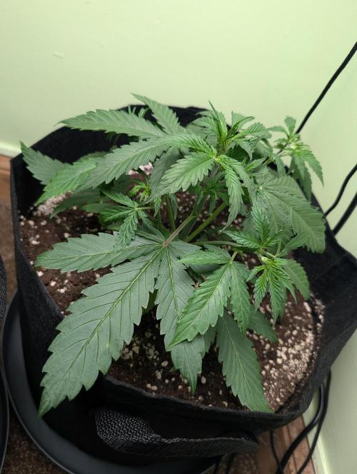 GG4 Auto & OG Kush Auto. Week 3
